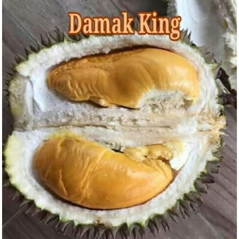 Pokok Durian Damak King Klon Rare Tok Merah Shopee Malaysia