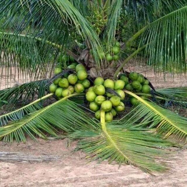 Benih Kelapa Pandan Hybrid Thailand Original Shopee Malaysia