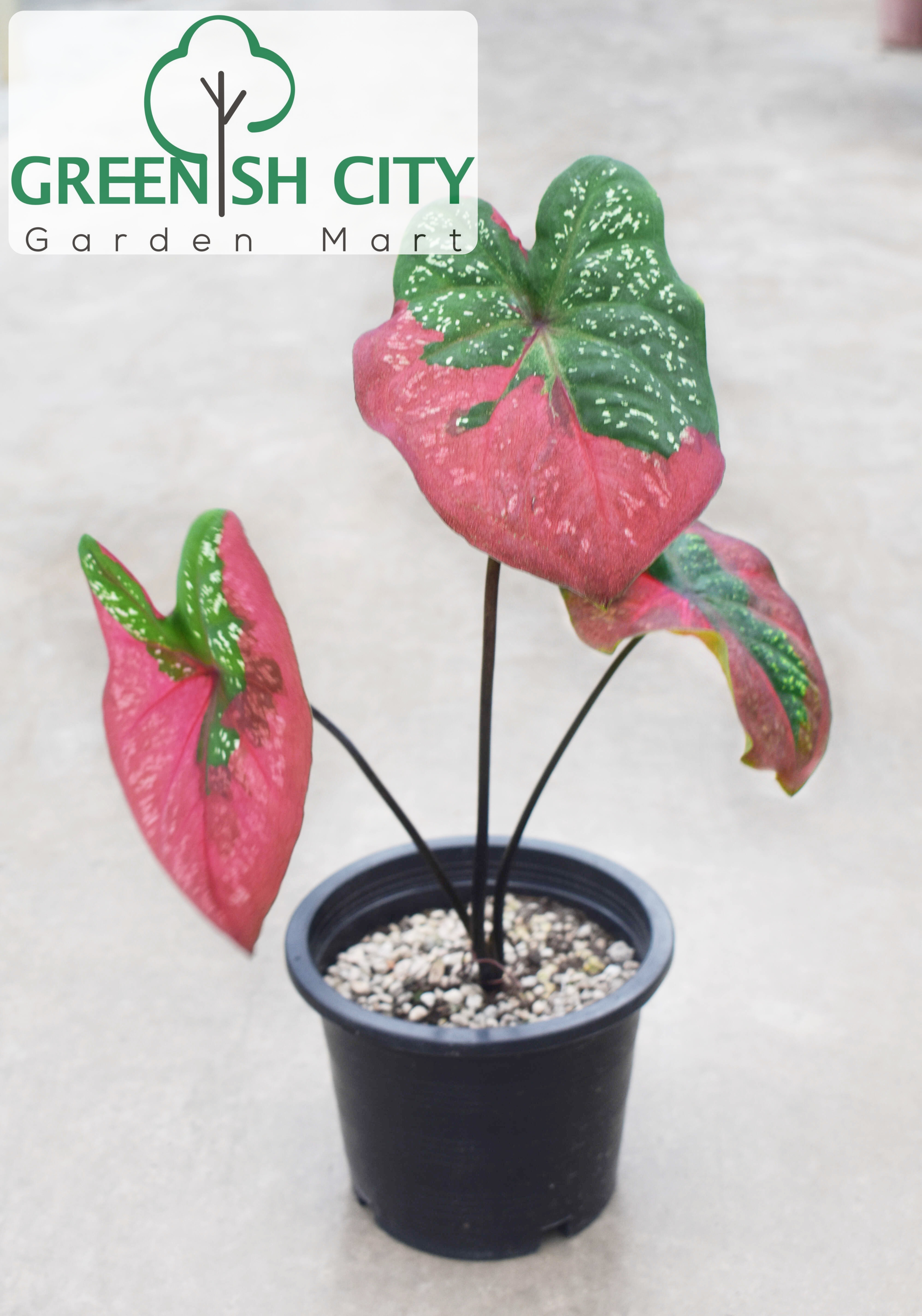 Buy GNC - Caladium Red Baret Rare Live Plant Pokok Keladi Merah 