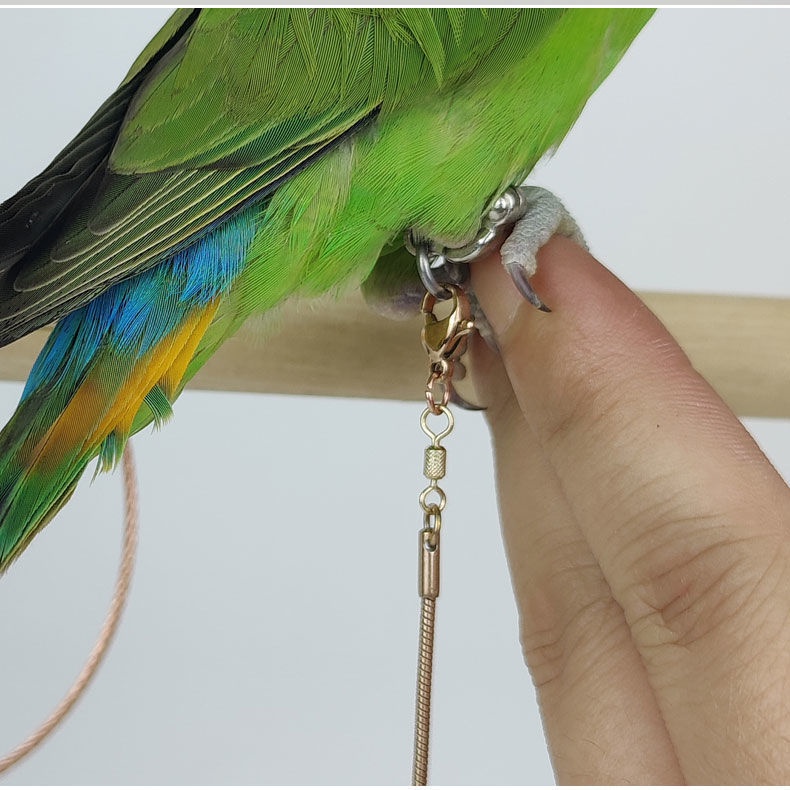 Essential Versatile Stainless Steel Parrot Foot Ring Tiger Skin Peony Xuanfeng Stand Bird Chain Use Anklet Flying Rop... - Image 5
