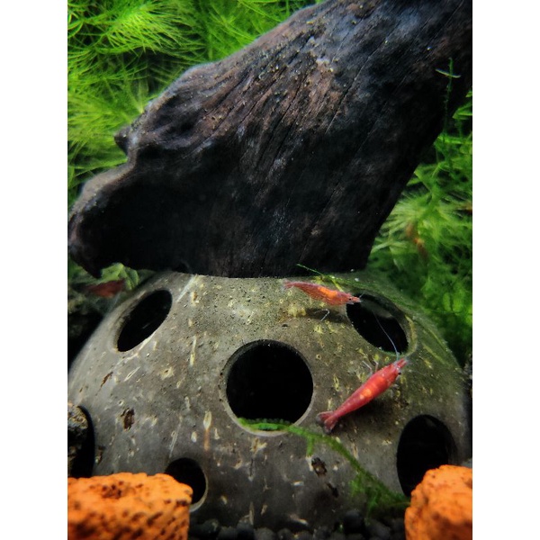 COCOCAVE - Fish shrimp shelter | Aquarium | Coconut shell | Tempurung kelapa