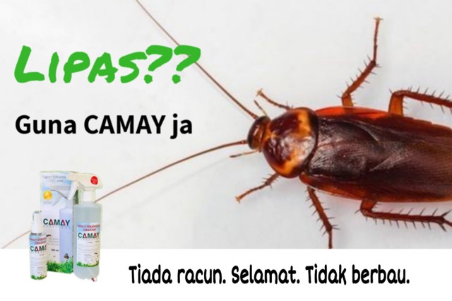 Racun Organik Lipas Lalat Semut Kutu Pijat Dan Lain Lain Serangga Shopee Malaysia