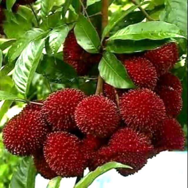 Buy Pokok Pulasan Hybrid  SeeTracker Malaysia