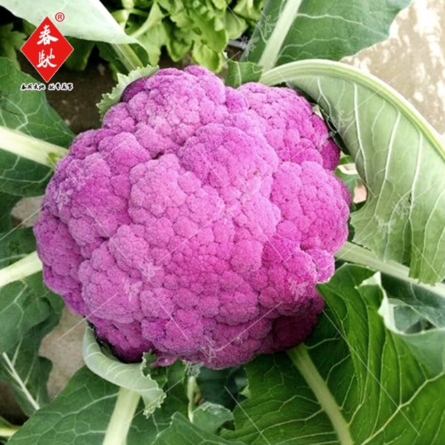 紫色菜花 黄贵妃菜花 花菜 菜花 Purple Cauliflower Huang Guifei Cauliflower Cauliflower Cauliflower