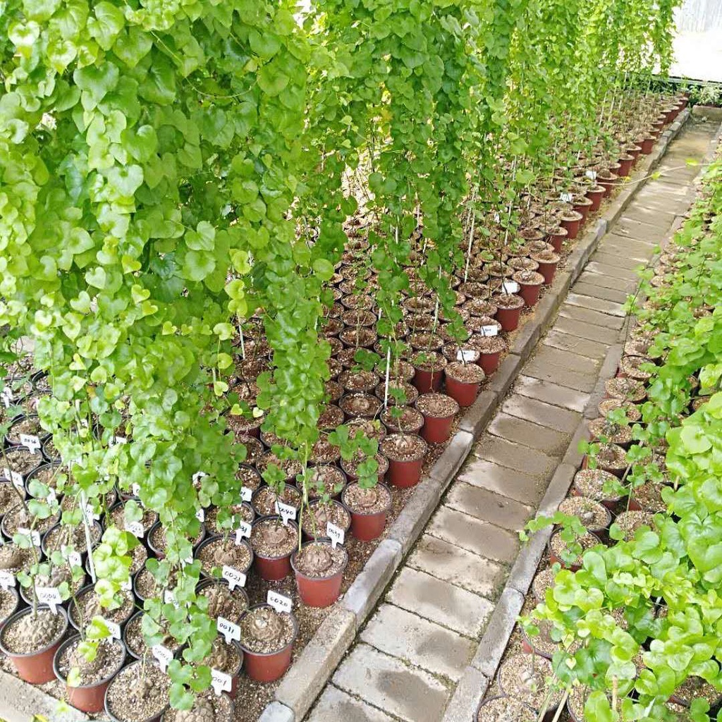 Rare plants多肉植物龟甲龙盆栽稀有多肉大颗盆栽植物室内好养四季防辐射包| Shopee Malaysia