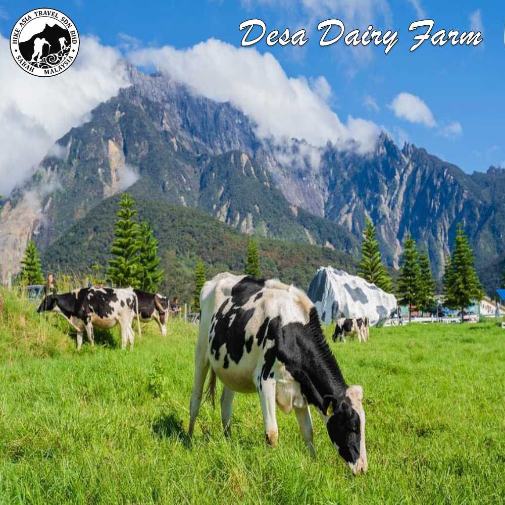 Ticket desa dairy farm Sabah Naturally