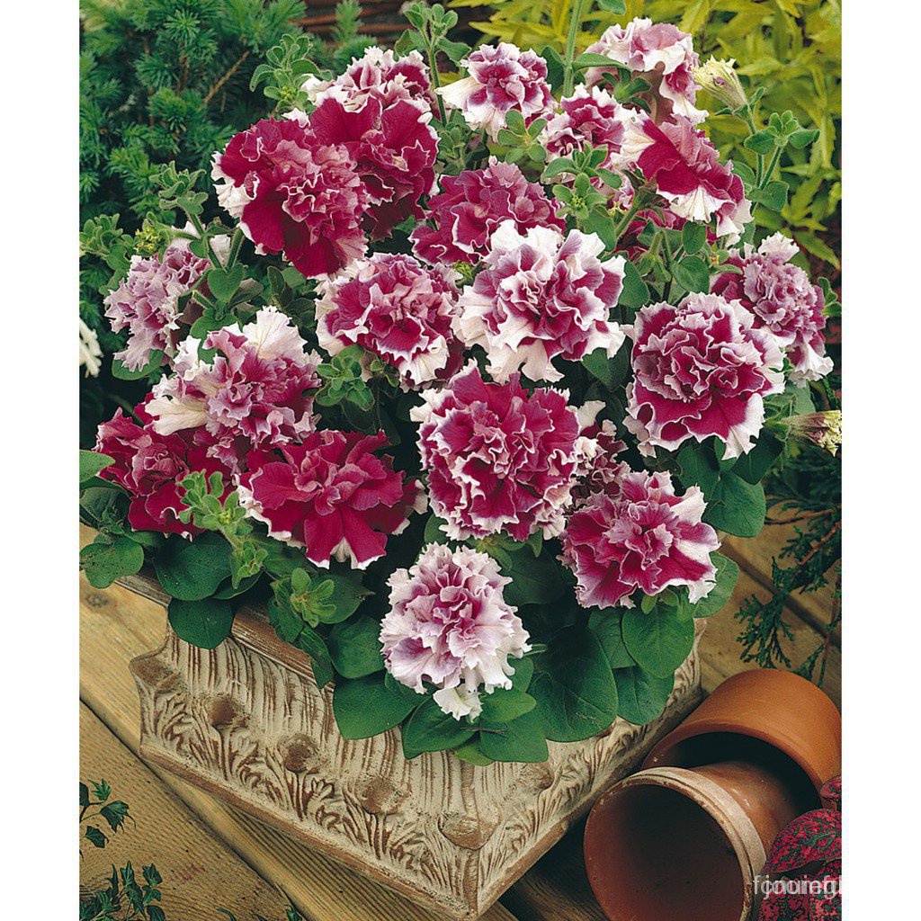 Versatile Premium Petunia Balcony Garden Flowers Pots 10pcs Seeds (Indoor/Outdoor) Code 3iP4



 Multi - Image 2