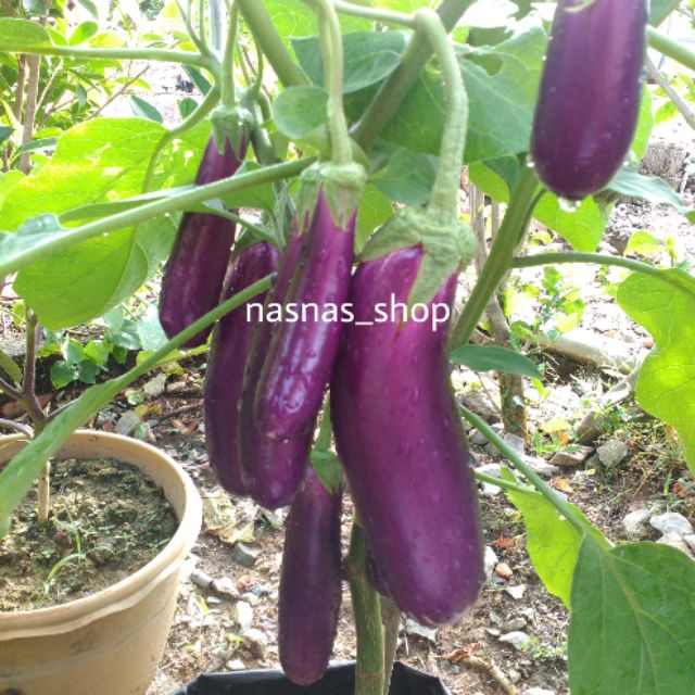 Benih Sayur Terung Ungu Panjang Vegetable Seed Long Purple Eggplant