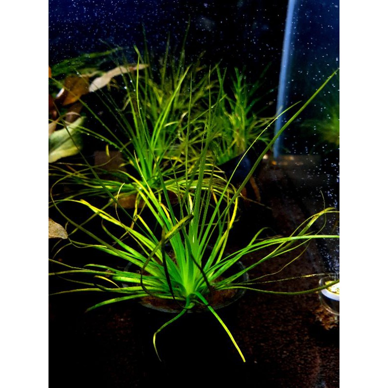 Eriocaulon Sp Breviscapum Easy Grow Shopee Malaysia