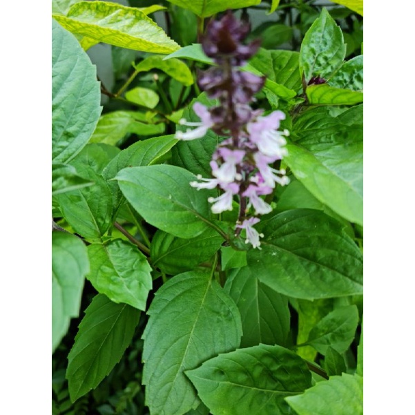 Anak Pokok Selasih Cinnamon / Cinnamon Basil / Oimum basilicum Cinnamon