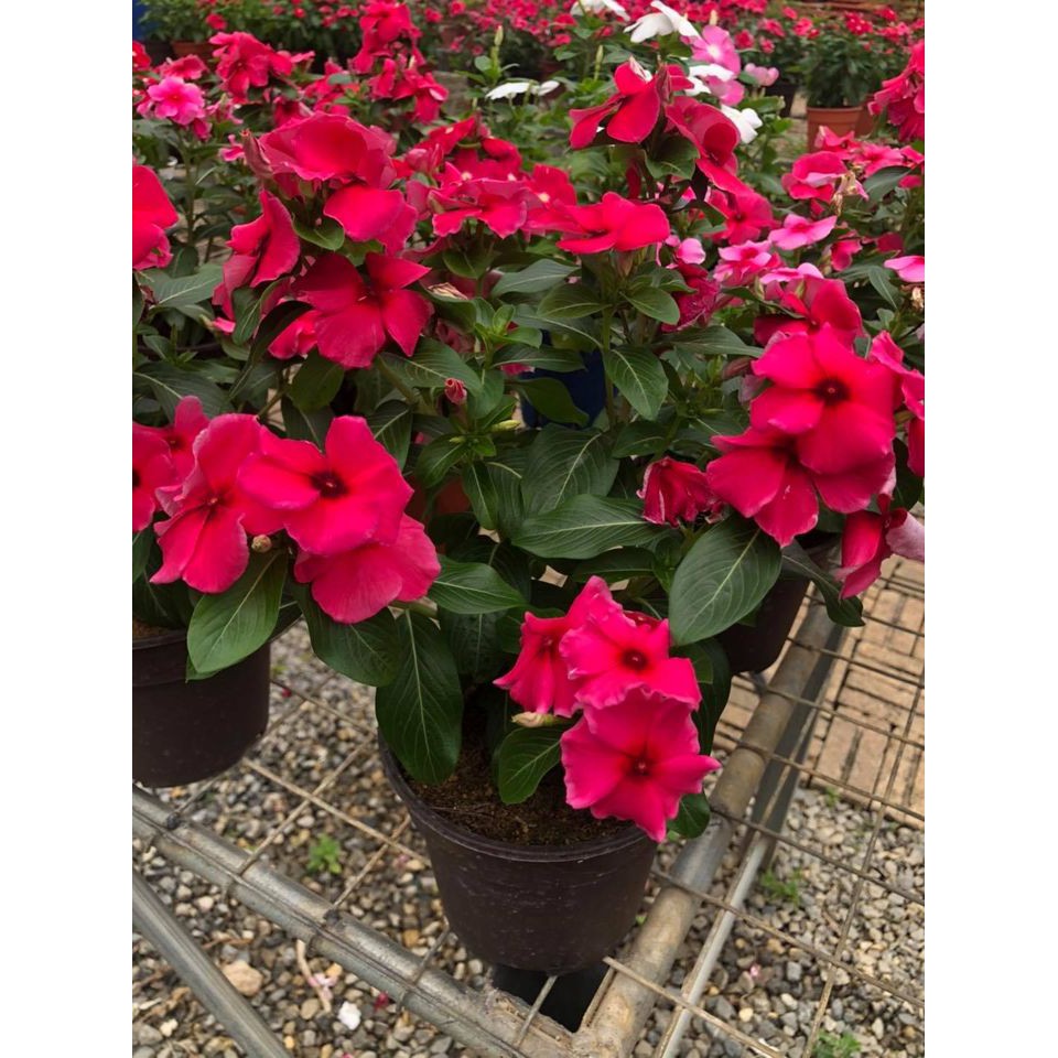 Vinca Flower Plant Pokok Bunga Vinca 30cm Buy 10 Pots Free 1 Pot Shopee Malaysia