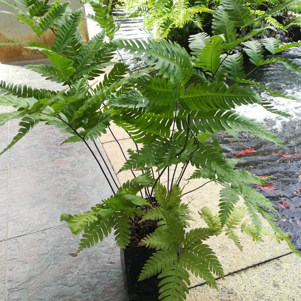 Humata Tyermanii Fern - Real Plant 