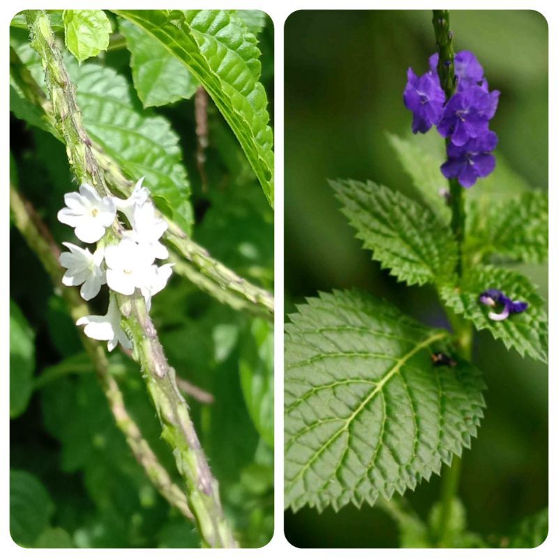 Pokok Herba Jolok Cacing Pokok Ekor Ular Shopee Malaysia