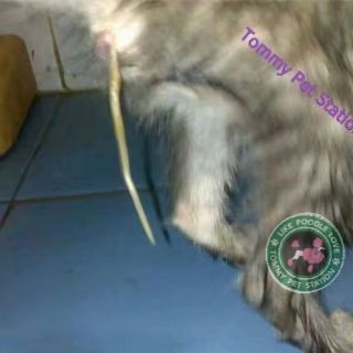 Ubat cacing tablet utk anjing/kucing 1biji  Shopee Malaysia