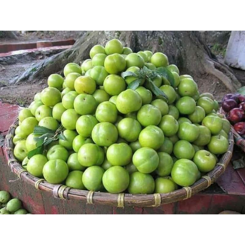 Buy Pokok Bidara Epal Bidara Hybrid Bidara Jumbo Seetracker Malaysia