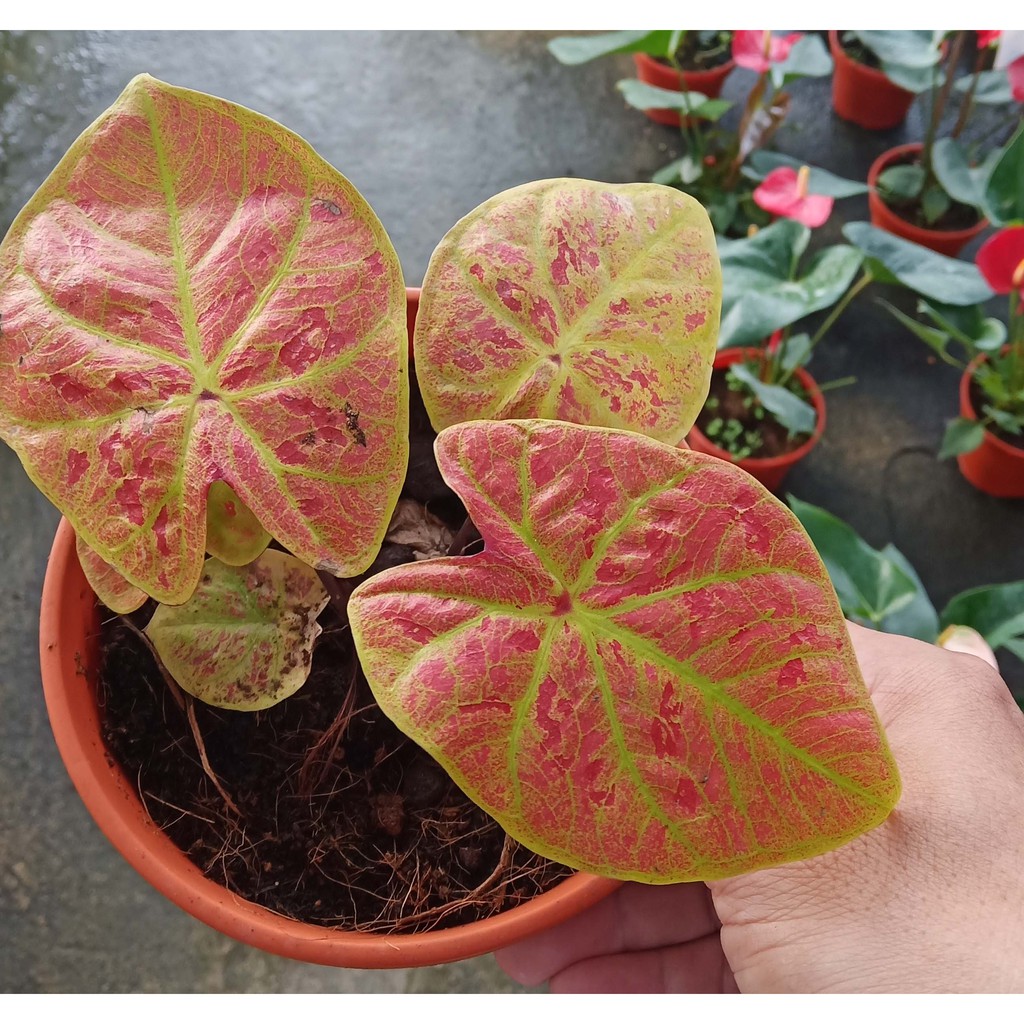 Exotic Plant Caladium Ring Of Fire Shopee Malaysia