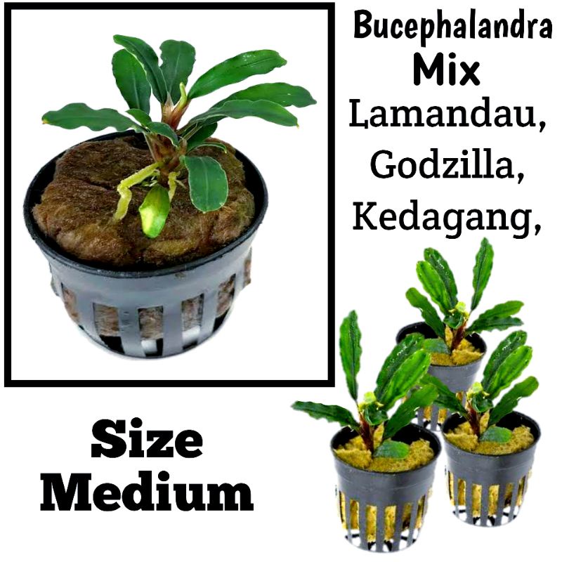 Bucephalandra Godzilla Lamandau Sedagang - Aquascape Plant