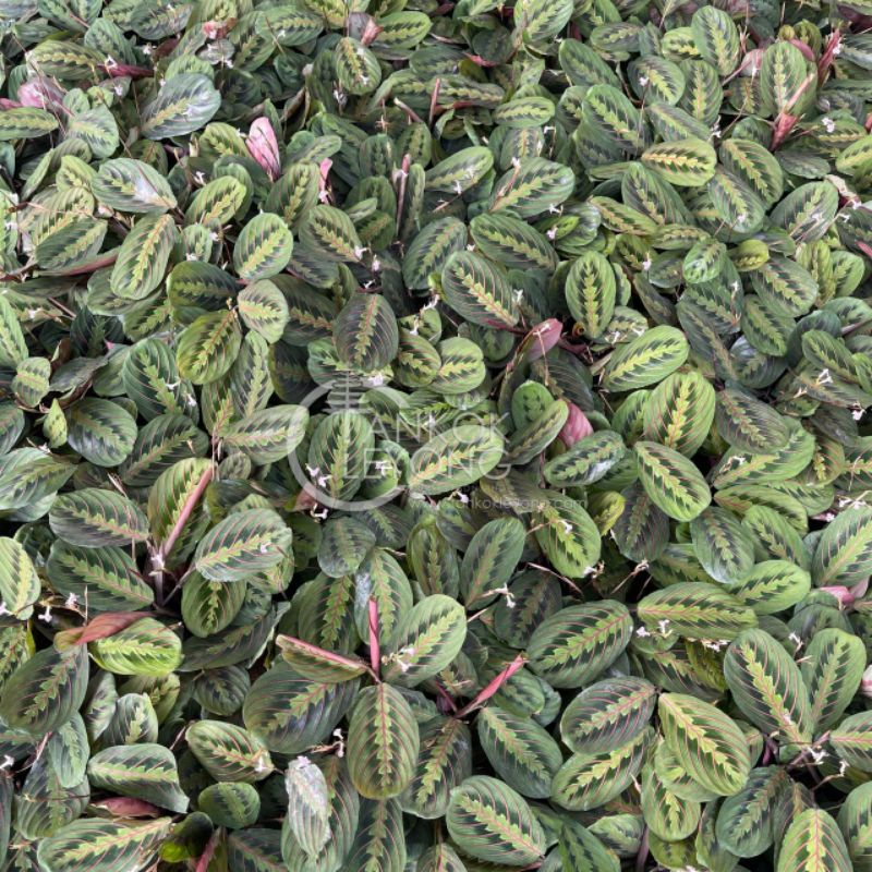 TKL - Maranta Leuconeura Calathea Family Prayer Plant 叶蝉竹芋