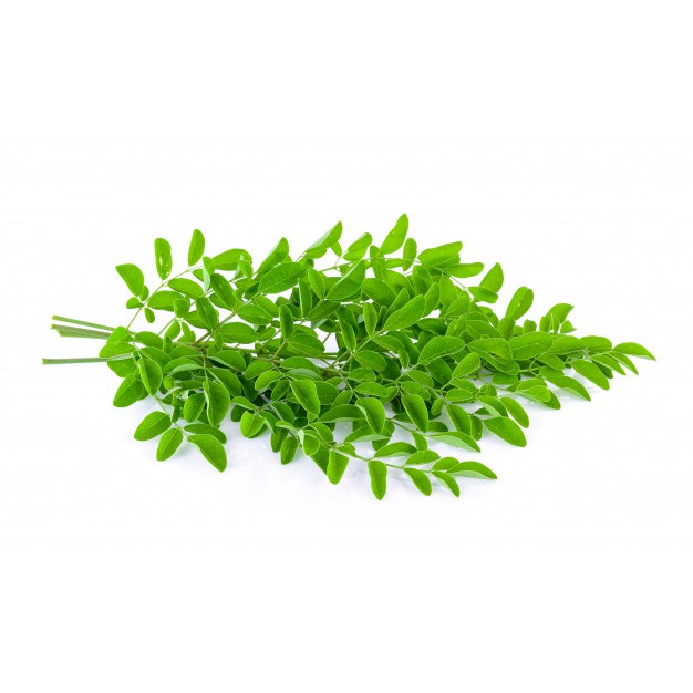 Buy Moringa Tree Cuttings/Keratan Pokok Kelor Moringa Oleifera 