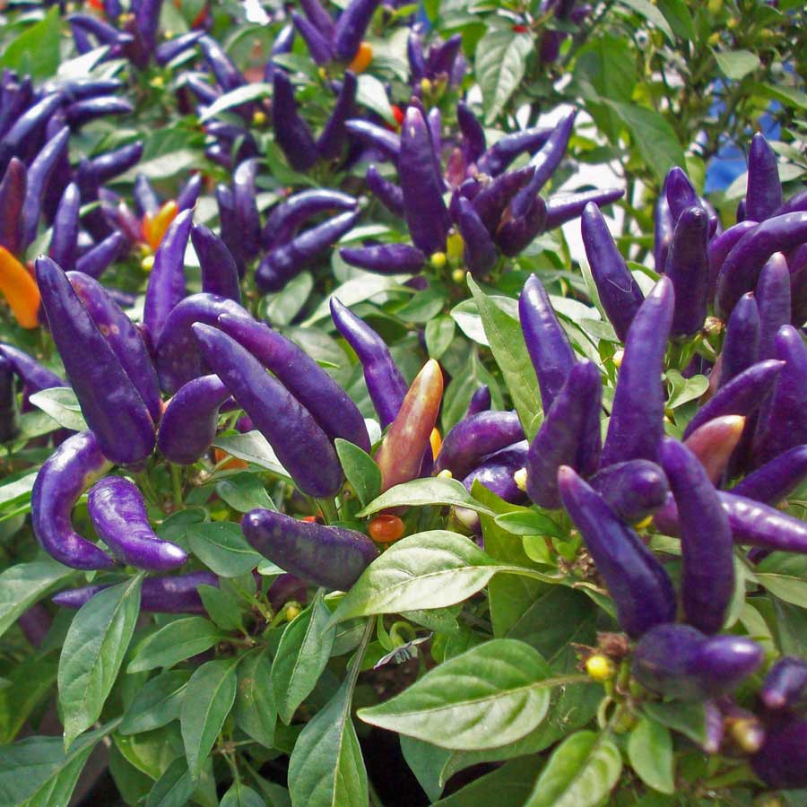 Masquerade Purple Chilli Paddy Bird Eye Pepper Cili Padi - 10 Seeds