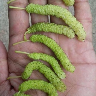 Mulberry loong Jack manis enak dimakan begitu sahaja Mulberry loong Jack manis enak dimakan begitu sahaja