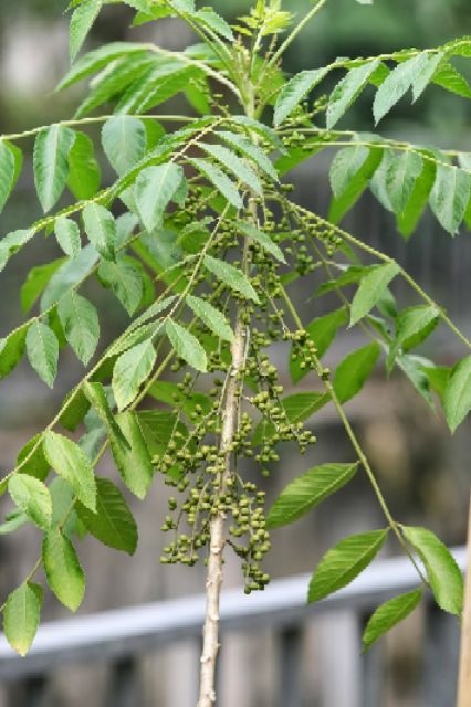 Biji Pokok Melada Pahit Kering Shopee Malaysia