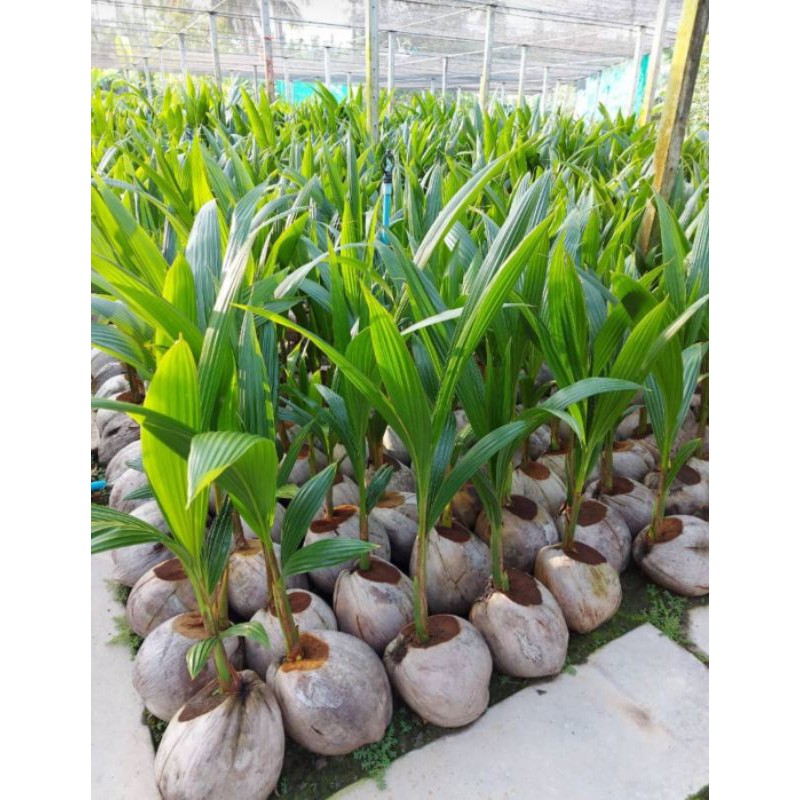 ANAK POKOK KELAPA TACUNAN | Shopee Malaysia