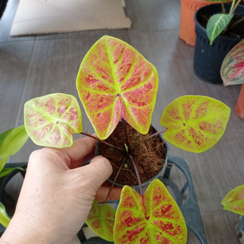 Caladium New Wave Ready Stock 现货 Shopee Malaysia