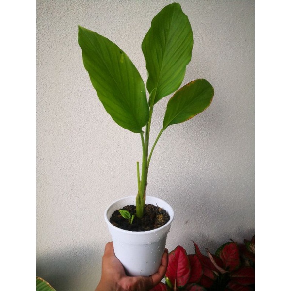 Buy Pokok Kunyit Tumeric Plant Daun Kunyit Hidup Pokok Herba Dalam Pasu Seetracker Malaysia