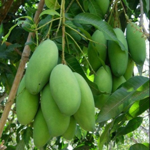 Anak Pokok Mangga  Lemak 100 Hybrid Shopee Malaysia Anak Pokok Mangga  Lemak 100 Hybrid Shopee Malaysia