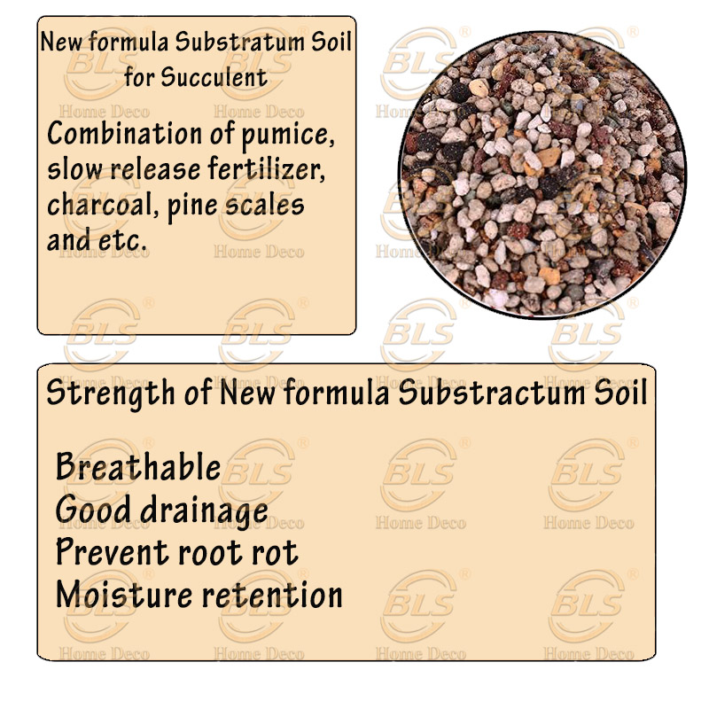 Buy New Formula 2 Liter Substractum Succulent Cactus Soil Stone Tanah 九成新 配方多肉植物培养土 Seetracker Malaysia