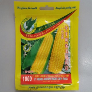 Buy 1001 F1 HYBRID PEARL GOLD SWEET CORN 金珠至玉粟米 F1 HIBRID 