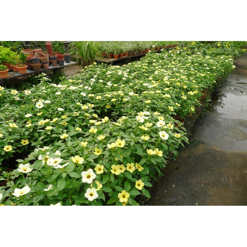 Buy YELLOW TURNERA POKOK HALANG SERANGGA DAN HALAU BINATANG POKOK 