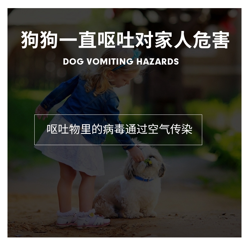 yakult for vomiting dog