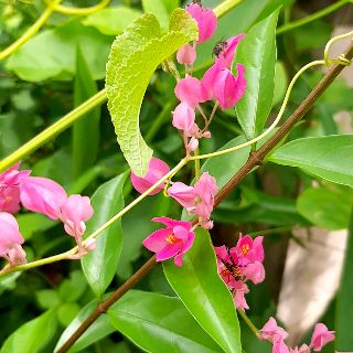 Pink Coral Vine ("Bunga Air Mata Pengantin") | Shopee Malaysia