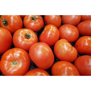 10+ Harga tomato sekilo info