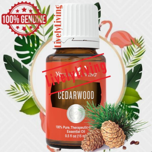 Original YoungLivings Cedarwood Essential Oil (15ml) Lively Shopee