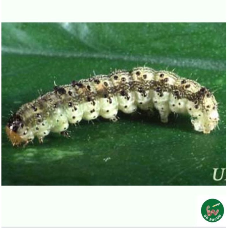 Racun Serangga Ulat Tembakau (Tobacco Budworm) Terbaik untuk membunuh serangga perosak tanaman Tembakau dan lain2