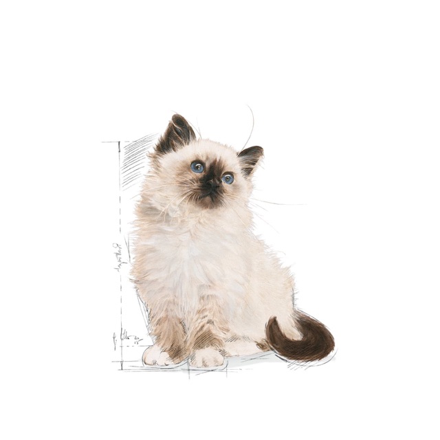 Buy Royal Canin Kitten 36 /(Repack ) Makanan Anak Kucing 