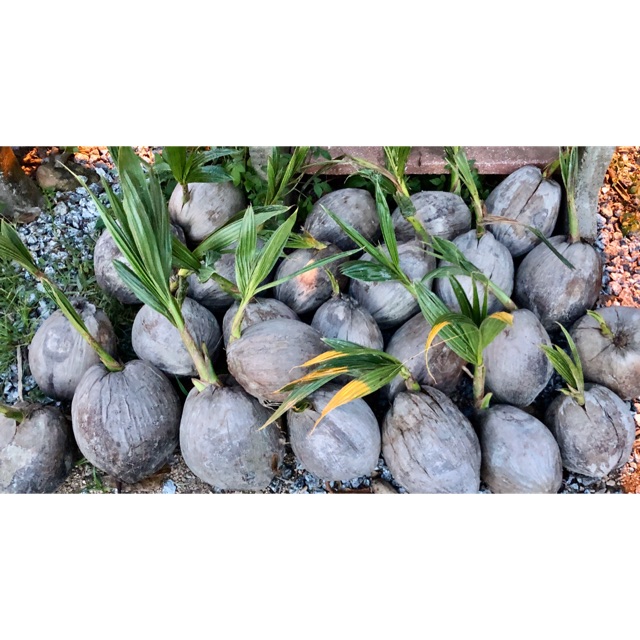 Anak Pokok Kelapa Rendah Pandan Wangi Kelapa Rendah | Shopee Malaysia