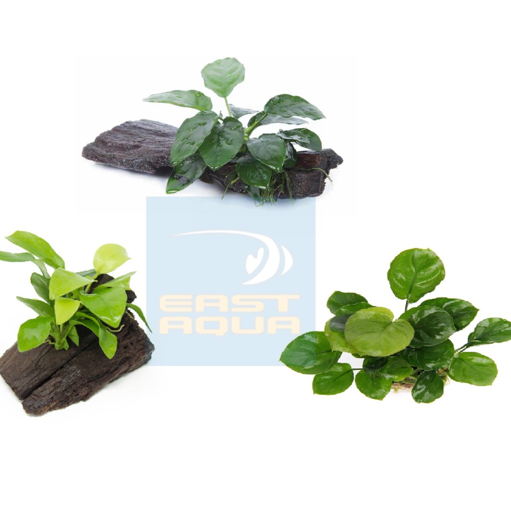 Aquarium Wooden Plant Water Plant Wood Anubias Nana Golden Round Leaf