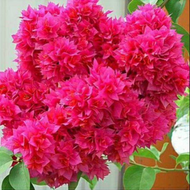 4 Cara Menanam Rumput Fatimah Untuk Pemula Ilmubudidaya Com