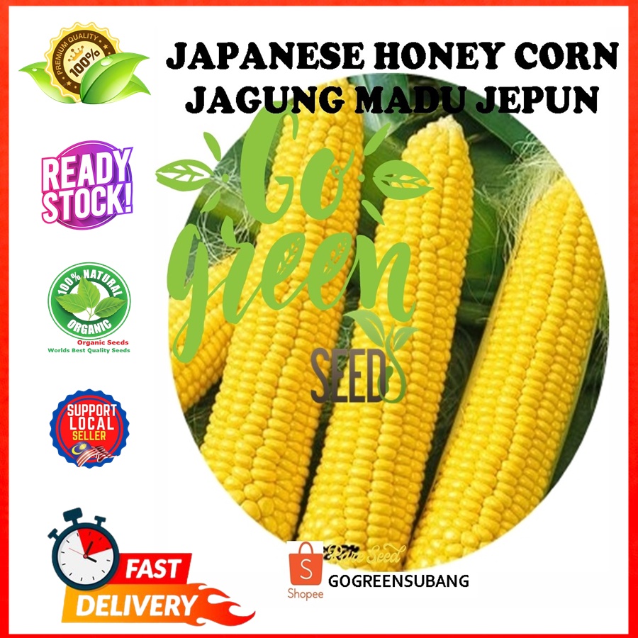 GO GREEN SWEET JAPANESE HONEY GOLD CORN SEEDS BENIH JAGUNG MADU 