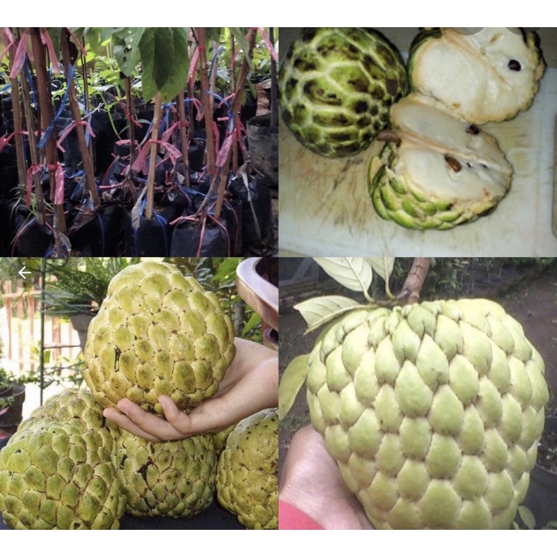 Pokok Nona vietnam hybrid pokok rendah buah sedap | Shopee Malaysia