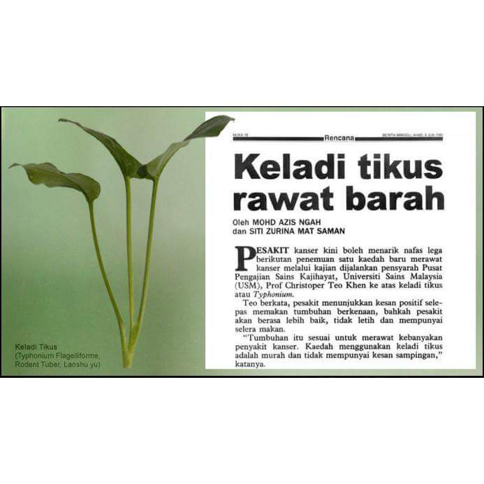 Kapsul Keladi Tikus Tf Aprikot Asli 100 Fib Roid Cysst Kurangkan Kesan Kemoterapi 90 Bj Shopee Malaysia