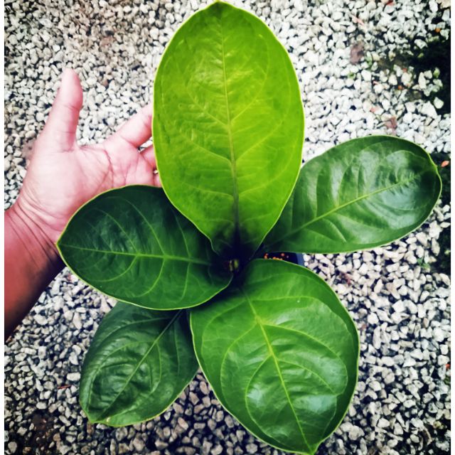 ANTHURIUM FIRE PHOENIX ( Daun Bulat) / Anthurium Jungle Bush