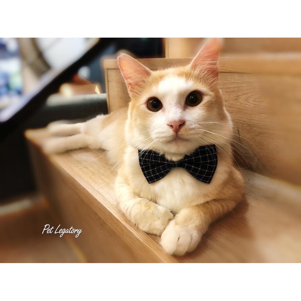 Bow Tie Pet Collar Colourful Cute Cat collar Dog collar