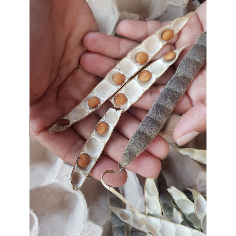 Jicama seeds / Benih sengkuang Shopee Malaysia