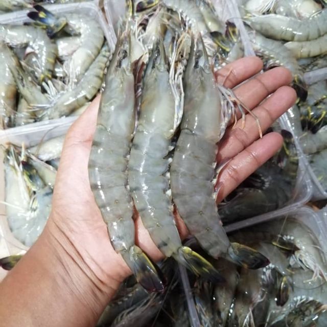 Udang Harimau Premium Xl Shopee Malaysia