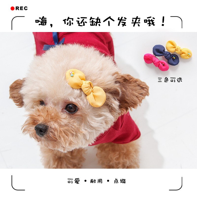 tiara teddy bear dog